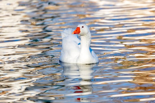 Beautiful duck swimming in a river