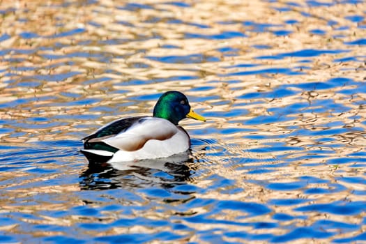 Beautiful duck swimming in a river