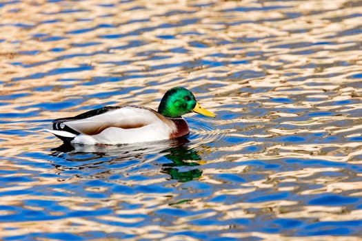 Beautiful duck swimming in a river