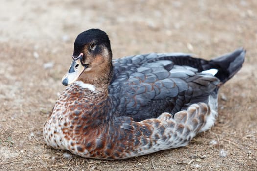 Brown duck with closed eyes resting on the ground