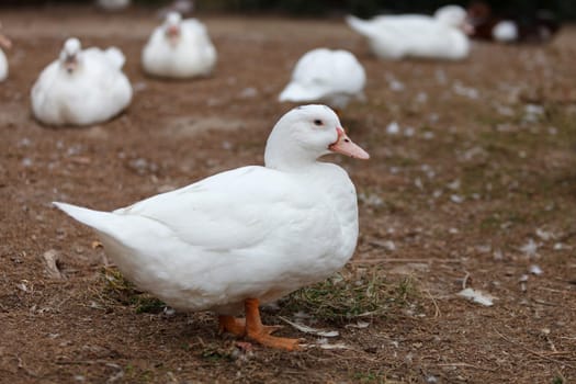 Beautiful white duck walking in a park