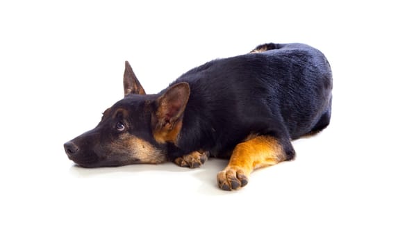 Young German Shepherd dog isolated on white background