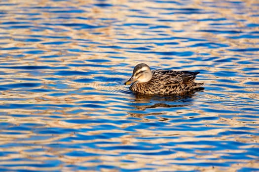 Beautiful duck swimming in a river