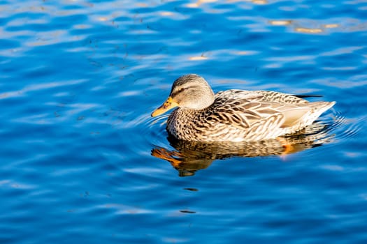 Beautiful duck swimming in a river
