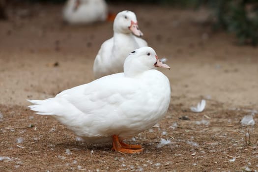 Beautiful white duck walking in a park