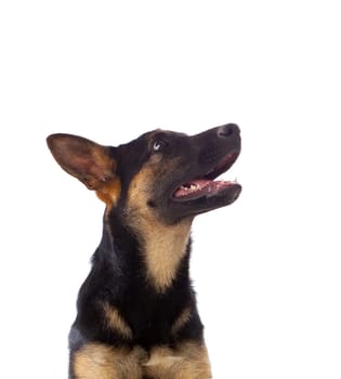 Young German Shepherd dog isolated on white background