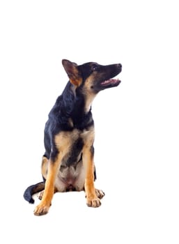 Young German Shepherd dog isolated on white background