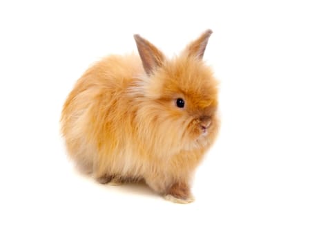 Beautiful brown rabbit toy with long and soft hair isolated on a white background