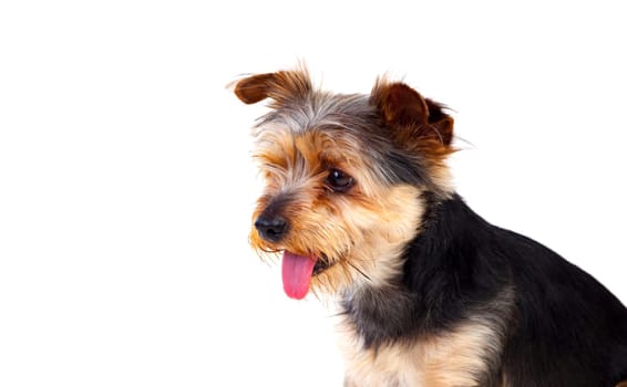 Cute small dog with cut hair isolated on a white background