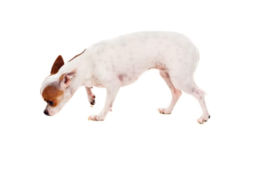 Small dog isolated on a white background
