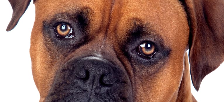 Portrait of a brown adult boxer looking at camera close up