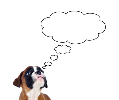 Adorable boxer puppy looking up on a isolated white background