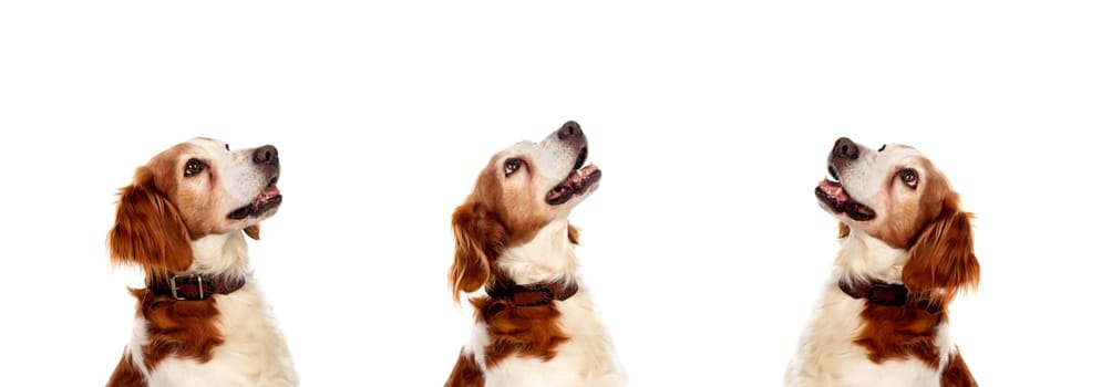 Beautiful Spaniel Breton dogs isolated on a white background