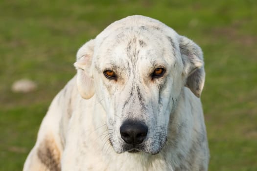 Big white labrador dog in the grass of the field
