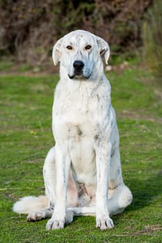 Big white labrador dog in the grass of the field