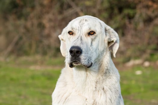 Big white labrador dog in the grass of the field