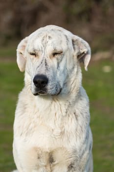 Big white labrador dog in the grass of the field