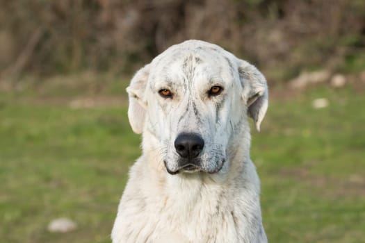 Big white labrador dog in the grass of the field