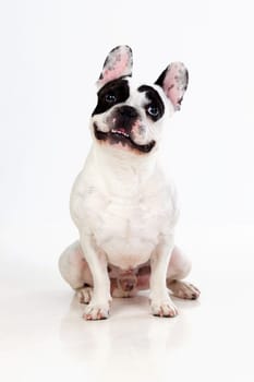 Portrait in Studio of a cute bulldog isolated on a white background