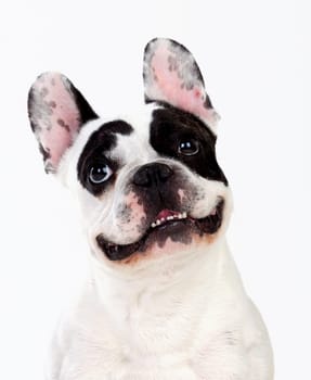 Portrait in Studio of a cute bulldog isolated on a white background