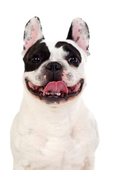 Portrait in Studio of a cute bulldog isolated on a white background