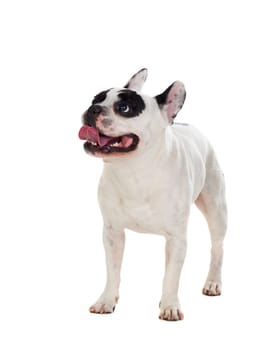Portrait in Studio of a cute bulldog isolated on a white background
