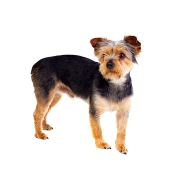 Cute small dog with cut hair isolated on a white background