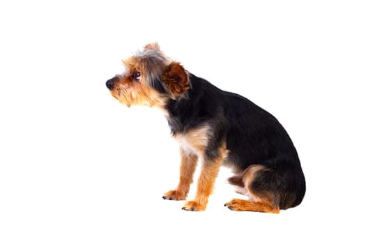Cute small dog with cut hair isolated on a white background