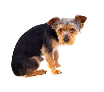 Cute small dog with cut hair isolated on a white background