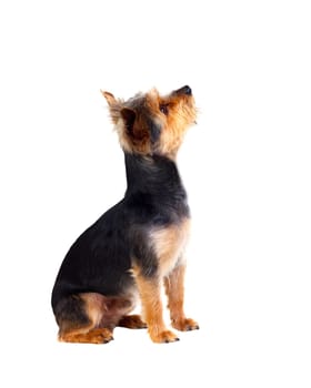 Cute small dog with cut hair isolated on a white background