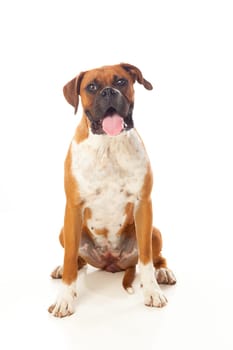 Beautiful boxer dog isolated on a white background