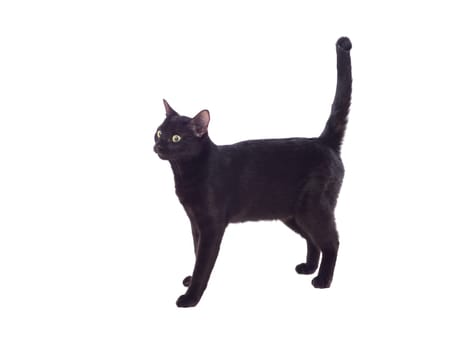 Black cat with yellow eyes isolated on a whit background