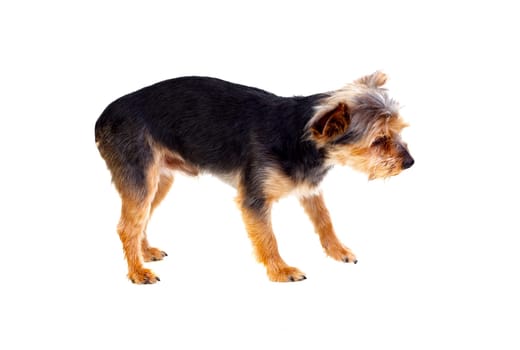 Cute small dog with cut hair isolated on a white background