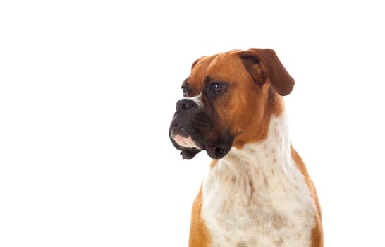 Beautiful brown boxer dog isolated on a white background