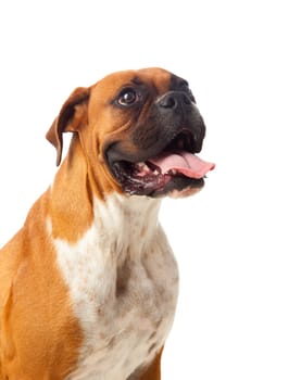 Beautiful brown boxer dog isolated on a white background