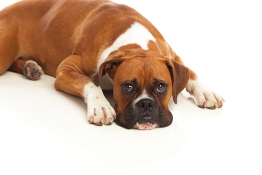 Beautiful boxer dog lying
