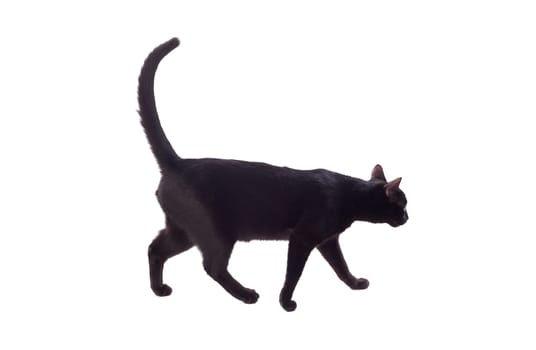 Black cat with yellow eyes isolated on a whit background