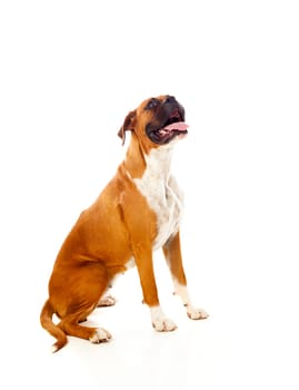 Beautiful boxer dog isolated on a white background