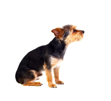 Cute small dog with cut hair isolated on a white background