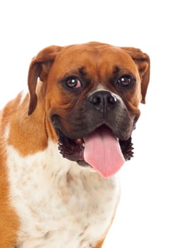 Beautiful brown boxer dog isolated on a white background
