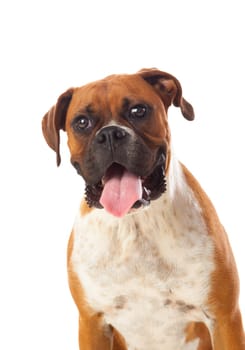 Beautiful brown boxer dog isolated on a white background