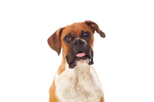 Beautiful brown boxer dog isolated on a white background