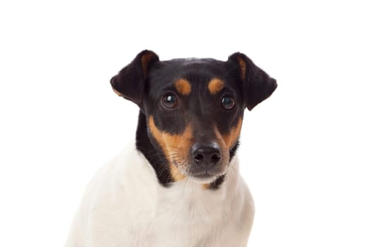 Beautiful small dog isolated on a white background