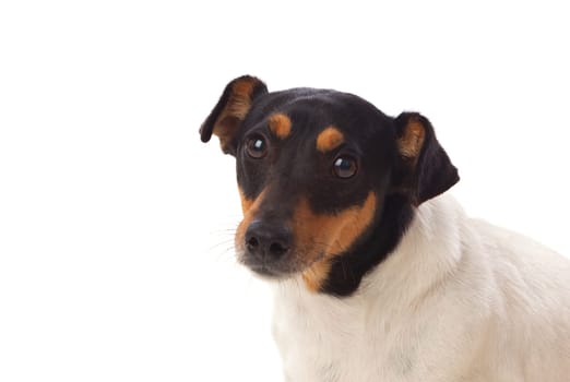Beautiful small dog isolated on a white background