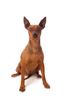 Beautiful brown dog isolated on a white background