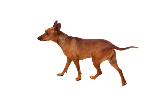 Beautiful brown dog isolated on a white background