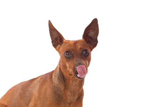 Beautiful brown dog isolated on a white background