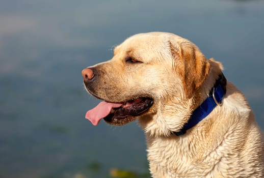 Beaautiful portrait of a labrador with a lake of background