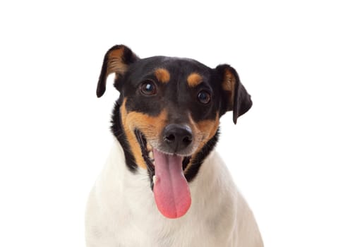 Beautiful small dog isolated on a white background