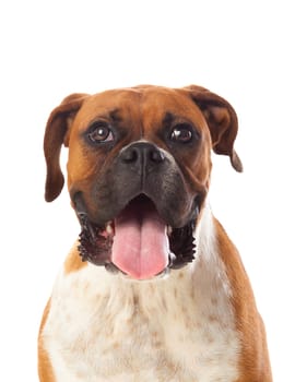 Beautiful brown boxer dog isolated on a white background